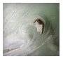 Bodysurf Prévention